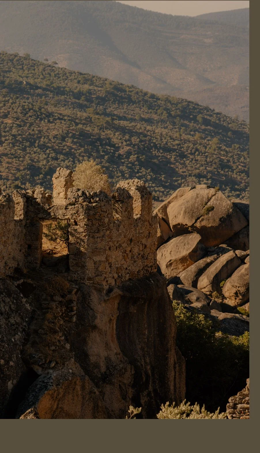 Ancient Olive Trees 
